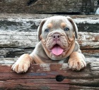 Anglick� buldok �t��ata