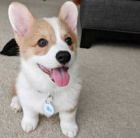 Roztomil� a p��telsk� �t���tka Corgi.