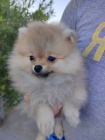 Pomeranian Boo �t��ata