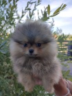 Pomeranian Boo �t��ata