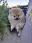 Pomeranian Boo �t��ata