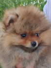 Pomeranian Boo �t��ata