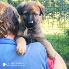 N�meck� ov��k �t��ata s PP