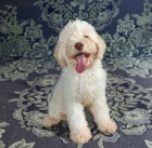 Lagotto Romagnolo �t��ata