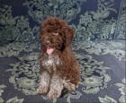 Lagotto Romagnolo �t��ata