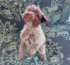 Lagotto Romagnolo �t��ata