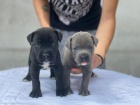 Cane Corso �t��ata na prodej