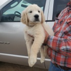 �istokrevn� �t��ata zlat�ho retr�vra.