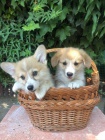 Vel�sk� Corgi Pembroke �t��ata