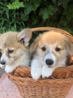 Vel�sk� Corgi Pembroke �t��ata