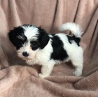 Prod�m roztomil� a zdrav� �t���tka mini havanese.