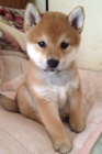 Prod�m roztomil� �t���tka shiba inu