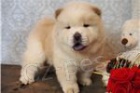 Doma Vychov�van� �t��ata Chow Chow.