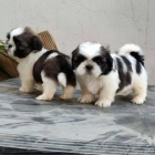 Kr�sn� �t���tka Shih Tzu.