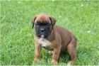 �ampion zplodil �t��ata Boxer.