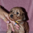 Havansk� bi�onek �t��ata