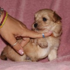 Havansk� bi�onek �t��ata