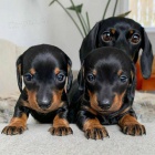 Mini �t��ata jezev��ka.