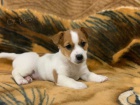 Kvalitn� �t���tka Jack Russell.