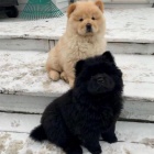 Chow Chow �t��ata.