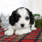 Roztomil� �t���tka kakadu.