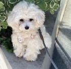 Maltipoo �t��ata.