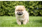 Chow Chow �t��ata.