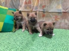 Shiba Inu �t��ata na prodej
