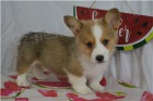 Sladk� chlape�ek a hol�i�ka Corgi �t��ata.