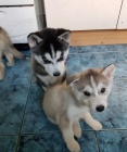 sibi�sk� husky s kr�sn�ma modr�ma o�ima k adopci.