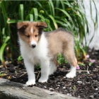 Prod�m zdrav�, o�kovan� �t��ata ps� a fen �eltie