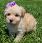 o�kovan� a od�erven� �t��ata pudla k adopci