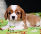 Prodm okovan tata feny a psa Cavalier King Charles Spaniel.