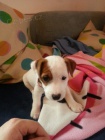 Prodm okovan tata feny a psa jack russell terira.