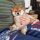 o�kovan� �t��ata fenky a samce shiba inu k adopci