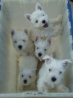 Prod�m mini �t��ata West Highland White Terriers