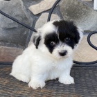 Prod�m roztomil� a zdrav� �t��ata havanese.
