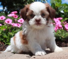Prod�m �t��ata SHIH TZU