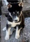 Kr�sn� �t��ata sibi�sk�ho husky.