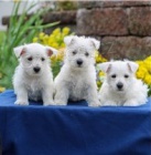�t��ata West Highland White Terrier.