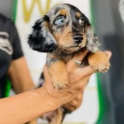 Kr�sn� �t��ata jezev��ka.