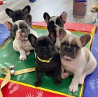 Kr�sn� �t��ata francouzsk�ho buldo�ka.