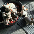 Rozko�n� �t��ata Chihuahua.