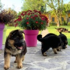 �t��ata n�meck�ho ov��ka.