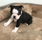 �t��ata Bostonsk�ho teri�ra.