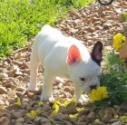 Zdrav� �t��ata francouzsk�ho buldo�ka.