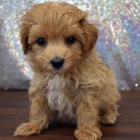 Kr�sn� �t���tka Pudl�.