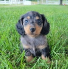 Prod�m zdrav� a o�kovan� �t��ata trpasli��ch jezev��k�