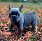 Prod�m o�kovan� �t��ata francouzsk�ho buldo�ka.