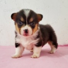 Okovan tata Pembroke Welsh Corgi na prodej.